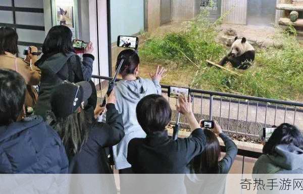 手游新视角熊猫香香归国热潮，虚拟世界共襄盛举，排队告别也成趣