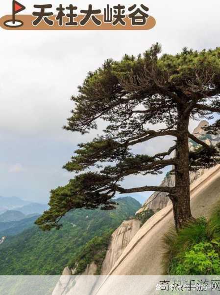 江南百景图参天巨松兑换攻略，详细步骤与技巧解析，带你轻松获取