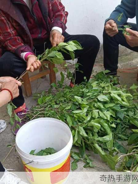 陕西安康市马安村神仙豆腐，美食背后的传奇与魅力