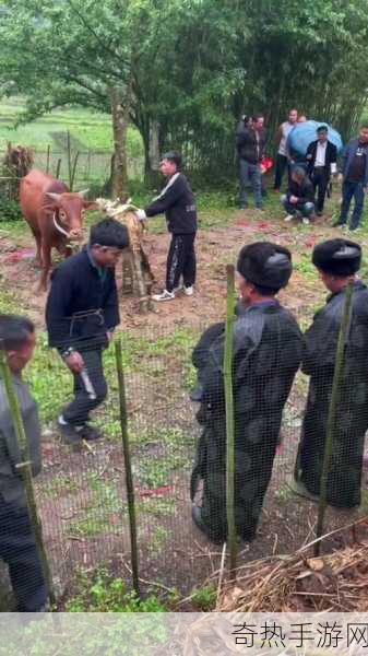 踩地神拔草龙是傣族的传统民俗文化和生活习俗吗，为何备受关注