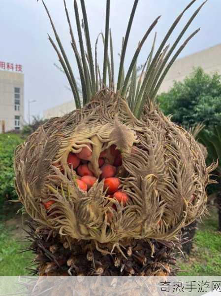 千年铁树开花结果果能吃吗 蚂蚁新村千年铁树，探索植物界的神秘现象