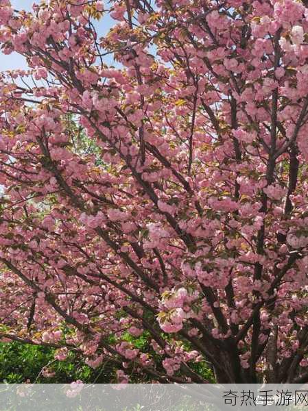 三月中自雨水后指的是谷雨吗 蚂蚁新村 4 月 20 日答案最新，深度解析节气之谜