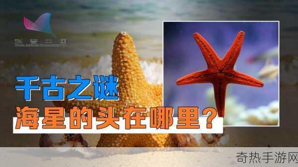 海星有没有大脑，探索海洋神秘生物的智慧之谜