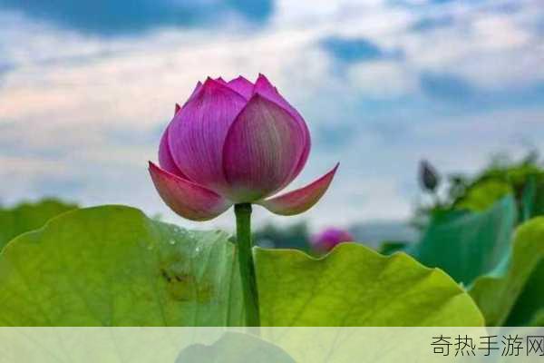 接天莲叶无穷碧映日荷花别样红是哪个湖，探寻西湖荷花盛景的千古之谜