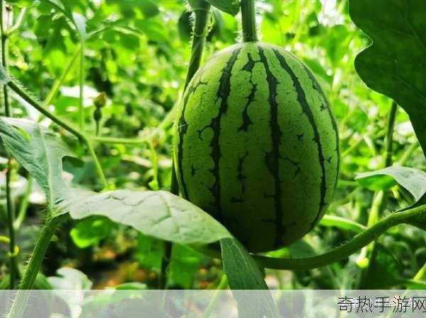 51热门大瓜往期回顾：51热门大瓜往期回顾 🍉