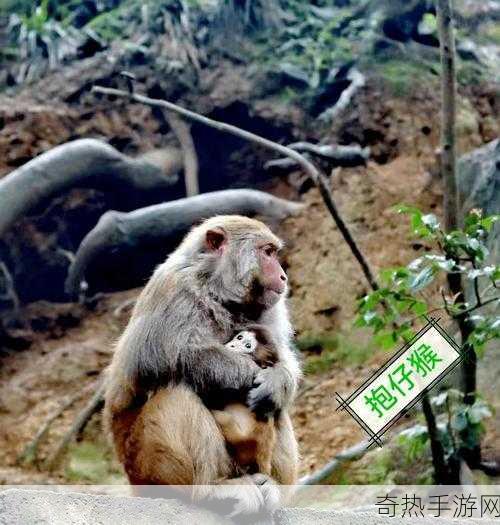 两人生猴子全程无被子：两人相伴，猴子全程无被子的奇妙旅程 🐒