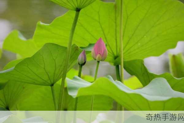 女人的哪个部位称莲花：莲花绽放：女性优雅的象征 🌸