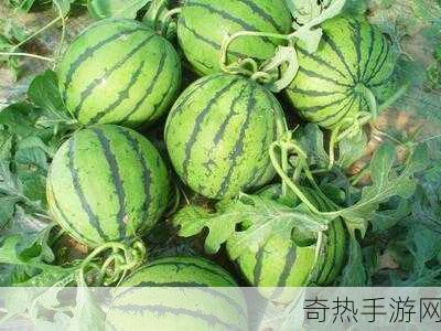 吃瓜网t7wcc：吃瓜网T7WCC 🍉