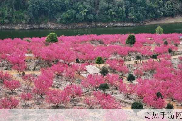 合欢派：合欢派的魅力之旅 🌸