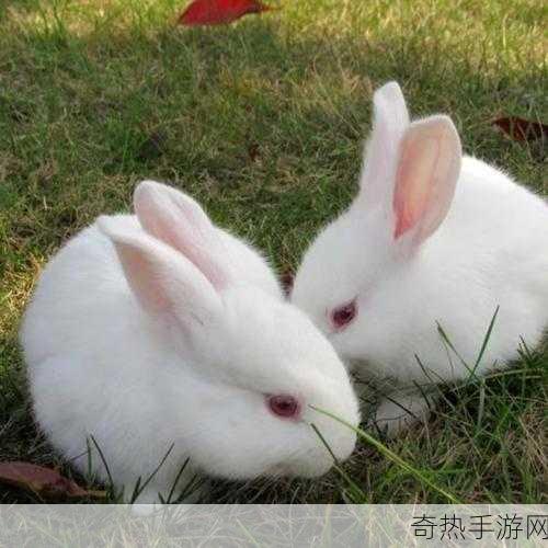 老师你小兔子真可爱：小兔子真可爱！🐰