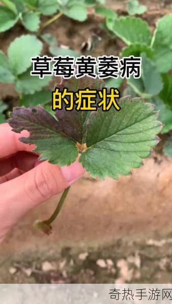 草莓视频app在载-提升草莓视频APP的用户体验与内容多样性策略分析