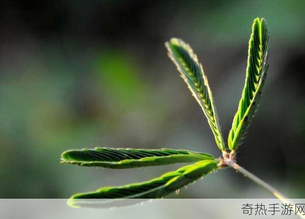 含羞草成年实验所-“探秘含羞草成年实验的科学奥秘”