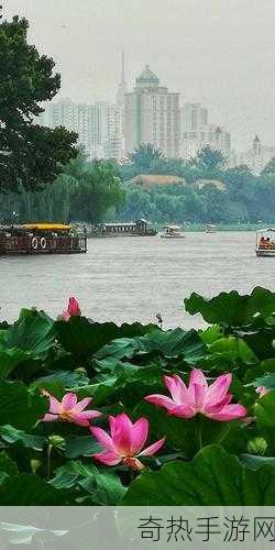 老人船上弄雨荷-老人在船上悠然观雨荷盛景