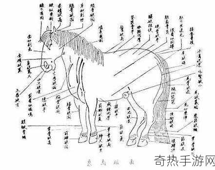 随着马的奔跑更加深入古代-马蹄声中探寻古代文明的深邃之旅