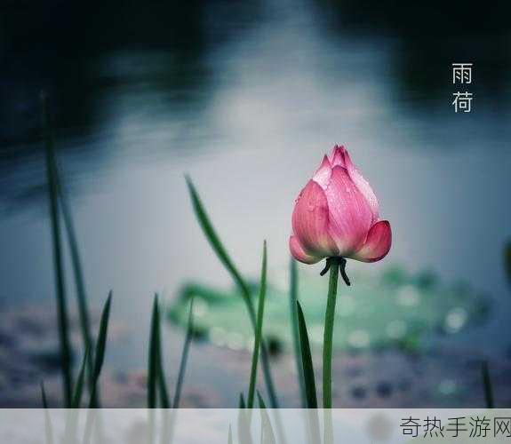 老人船上弄雨荷第十二集-老人船上的雨荷情缘：第十二集的感悟与启示