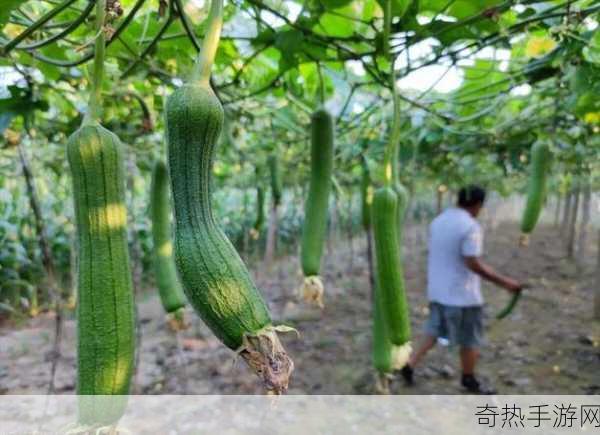 草莓aPP视频下载安装无限看丝瓜-畅享无限丝瓜视频，轻松下载草莓APP！