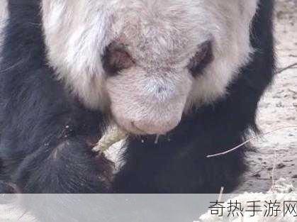 乐乐大熊猫眼睛被挖[乐乐大熊猫的眼睛被挖事件引发广泛关注]