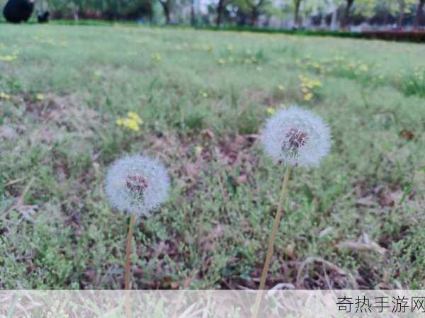 嫩叶草m码和澳洲码的区别[嫩叶草M码与澳洲码的详细区别解析]