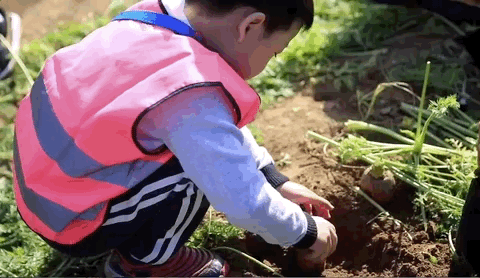 两个人如何拔萝卜生孩子软件户外[两人合作拔萝卜育儿乐趣无限的户外探险]