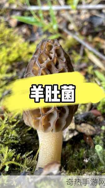 蘑菇视频曝光内幕[深入揭秘拓展蘑菇视频背后的真相与内幕]