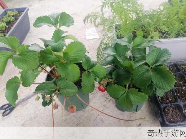 草莓 视频下载[草莓种植技巧及视频下载指南分享]