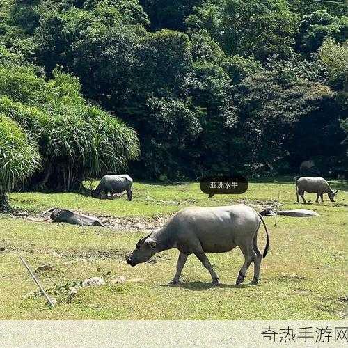 水牛影院[水牛影院：探索不一样的视听世界与故事体验]