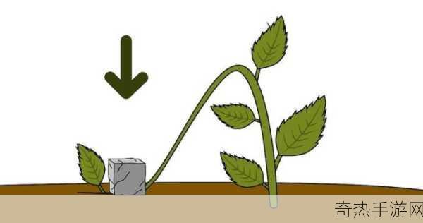 榨汁精灵的扦插方式与注意事项[榨汁精灵扦插技巧与注意事项详解]