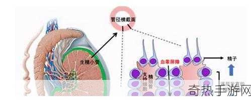 但是睾丸被注入了高浓缩药剂[睾丸注入高浓缩药剂后的身体反应解析]