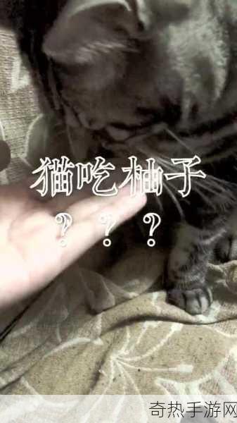 柚子猫圣诞节的礼物在线观看高清[高清观看拓展柚子猫圣诞节礼物的精彩视频]